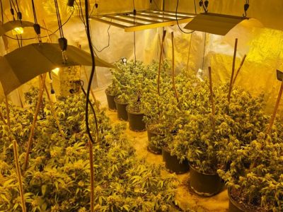 laboratorij-marihuana-akcija-aries