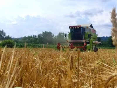 psenica