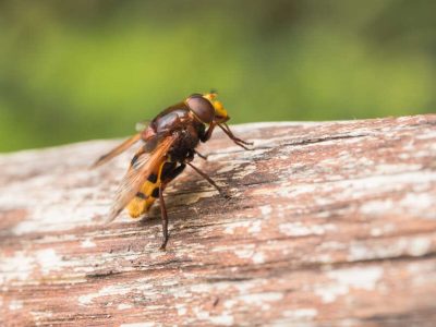Hornet mimic hoverfly, Volucella zonaria, a Batesian mimic, resting on a piece of wood and rubbing its feet together. Valle del Anapo, Sicily, Italy
